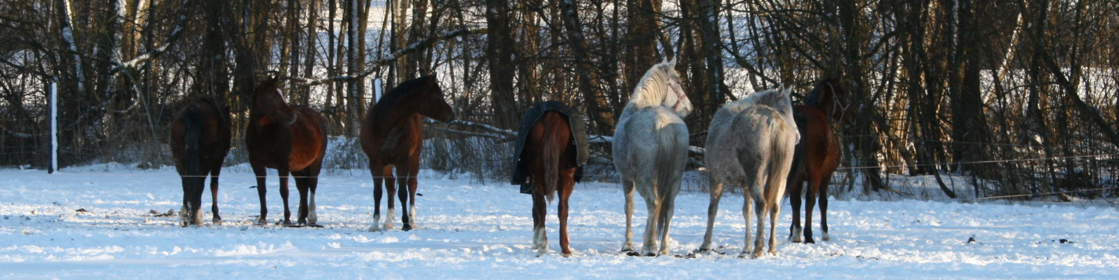 Stutenherde Classic Russian Arabians im Winter